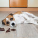 Harmful Foods for Pets
