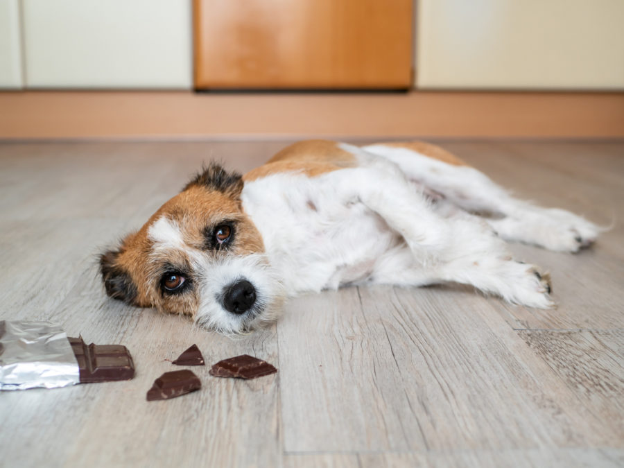 Harmful foods for pets
