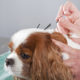 Bellas Healing Path: Rehab Therapy and Acupuncture