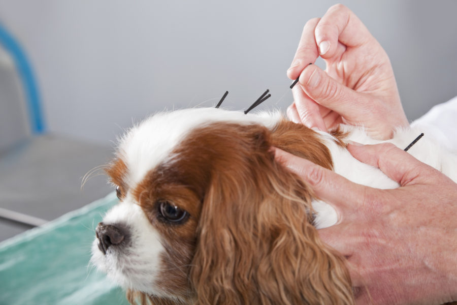 Bellas Healing Path: Rehab Therapy and Acupuncture