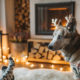 Keeping Pets Warm in the Winter