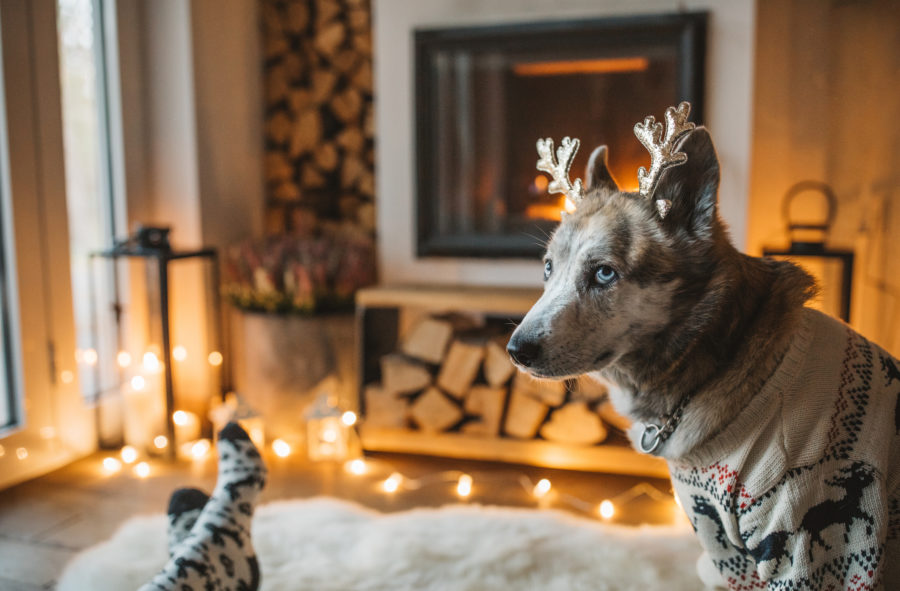 Keeping Pets Warm in the Winter