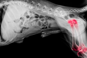 Pet's Arthritis