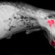 Animal Therapy: How to Help Your Pet’s Arthritis
