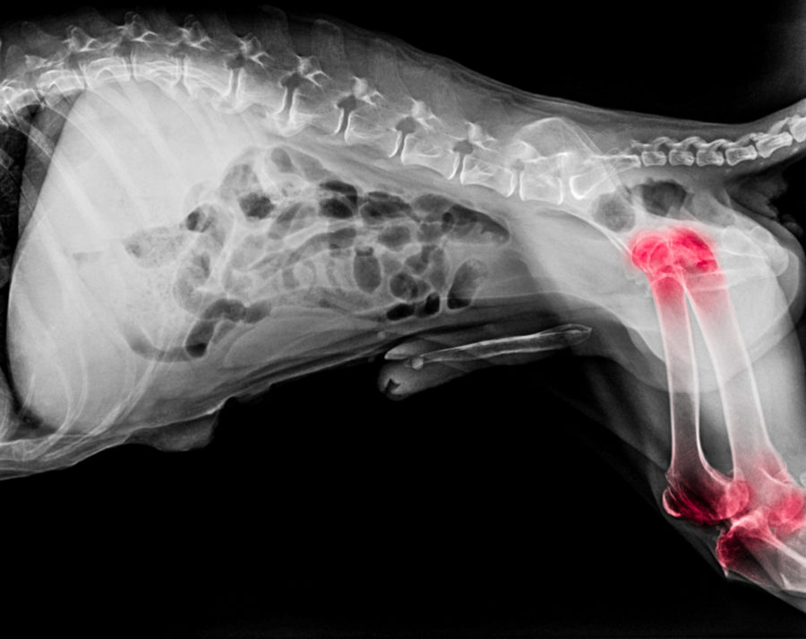 Pet's Arthritis