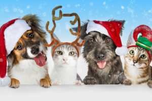 Happy Pet Guide: Festive Edition