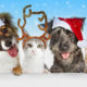 Happy Pet Guide: Festive Edition