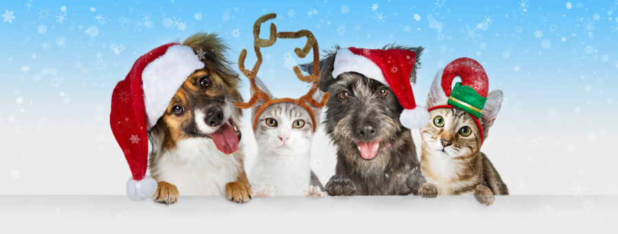 Happy Pet Guide: Festive Edition