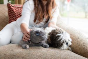 Introduce New Pets to Each Other