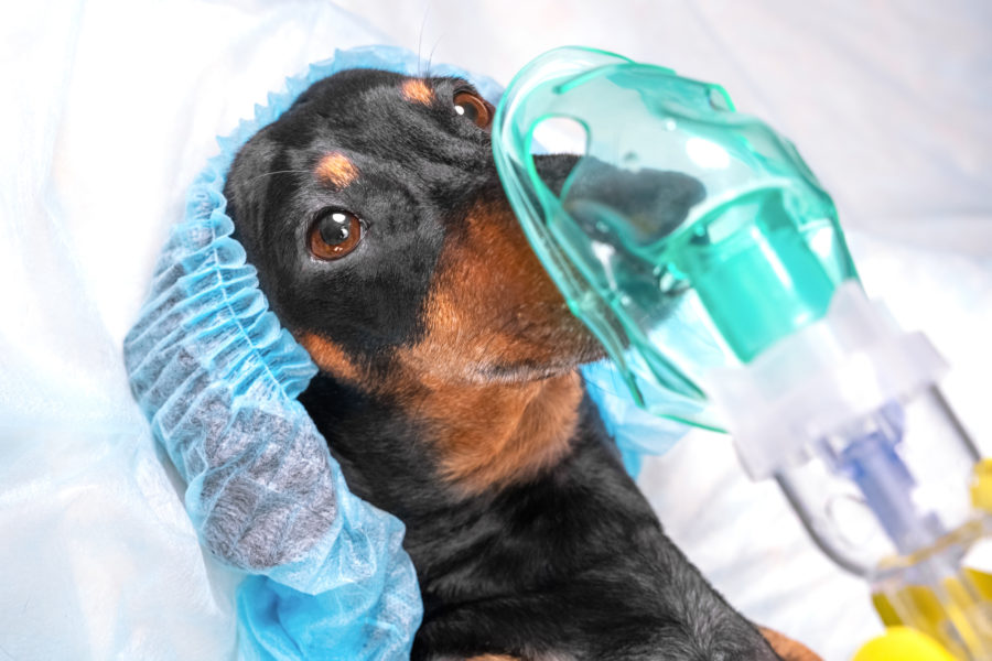 Healing with Oxygen