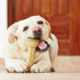 Product Highlight: Dog Dental Bones