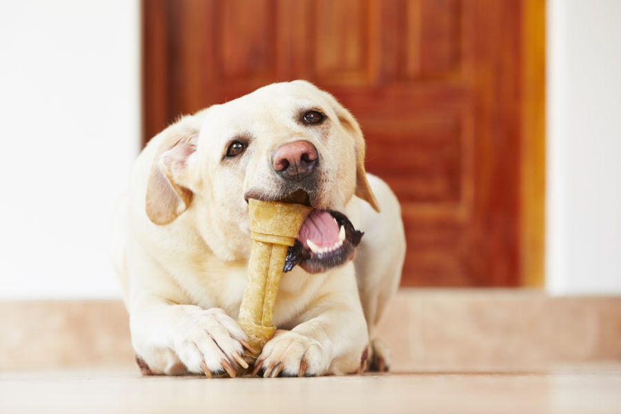 Dog Dental Bones