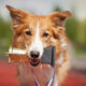 5 Reasons Why You Need to Donate to the Pet Passion Project