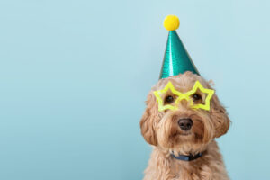 Pet Safety Tips for Halloween