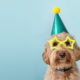 Top 10 Halloween Pet Safety Tips