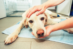 Pet cancer