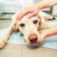 Pets and Cancer: Part II