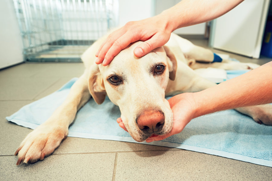 Pet cancer