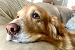 Pets and Cancer