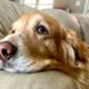Pets and Cancer: Part I