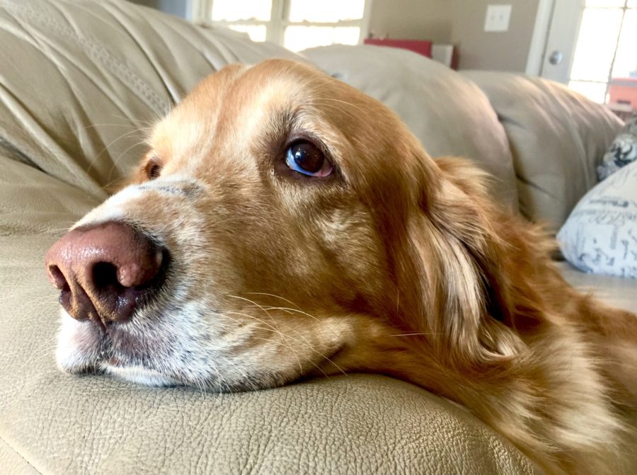 Pets and Cancer