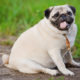 The Pet Obesity Epidemic