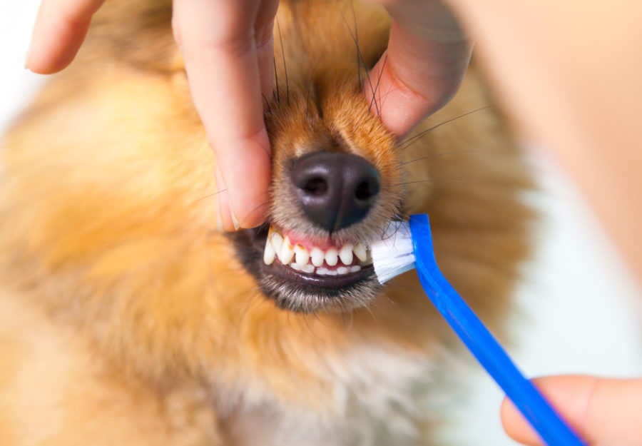 5 Things You Need to Know About Pet Dental Health