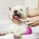 Happy Pet Dental Health Month! See Our Top 7 Tips for Your Pets Dental Health!