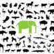 Top 9 Sacred Animals and Symbolism throughout the World