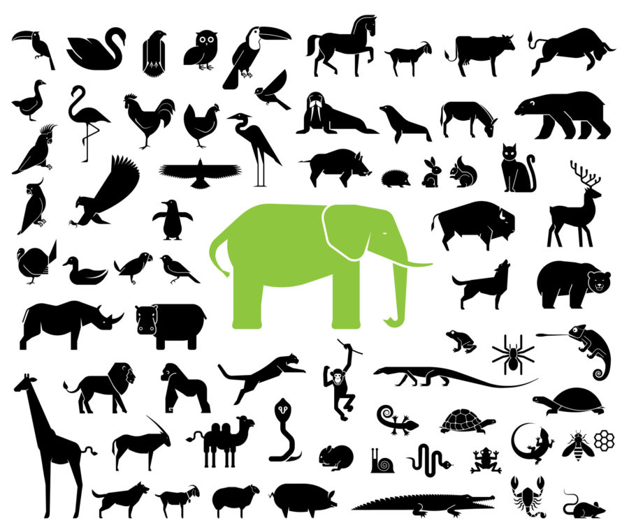 Topo 9 Sacred Animals and Animal Symbolism