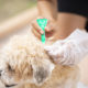 Flea and Tick Prevention 101