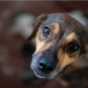 Super Bowl 50: Simple Tips for Pet Safety