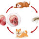 The Basics of Heartworm disease