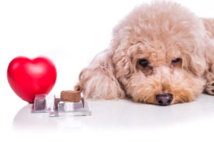 How Heartworm Preventatives Work
