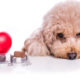 How Heartworm Preventatives Work