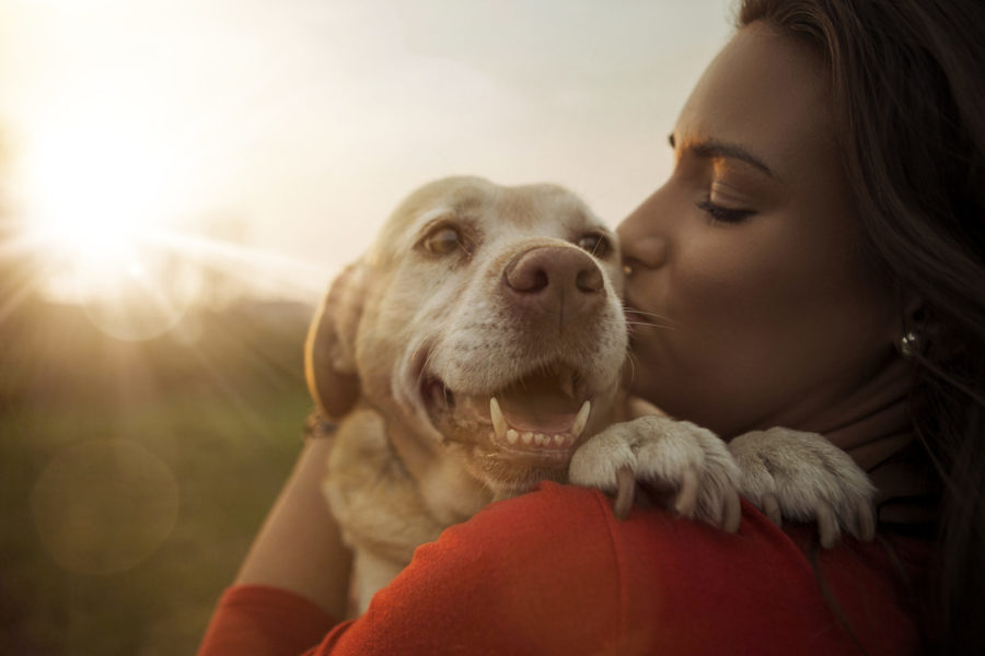 Pet Insurance Made Simple