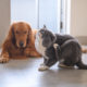 Allergies in Pets: How They Manifest and How to Treat Them