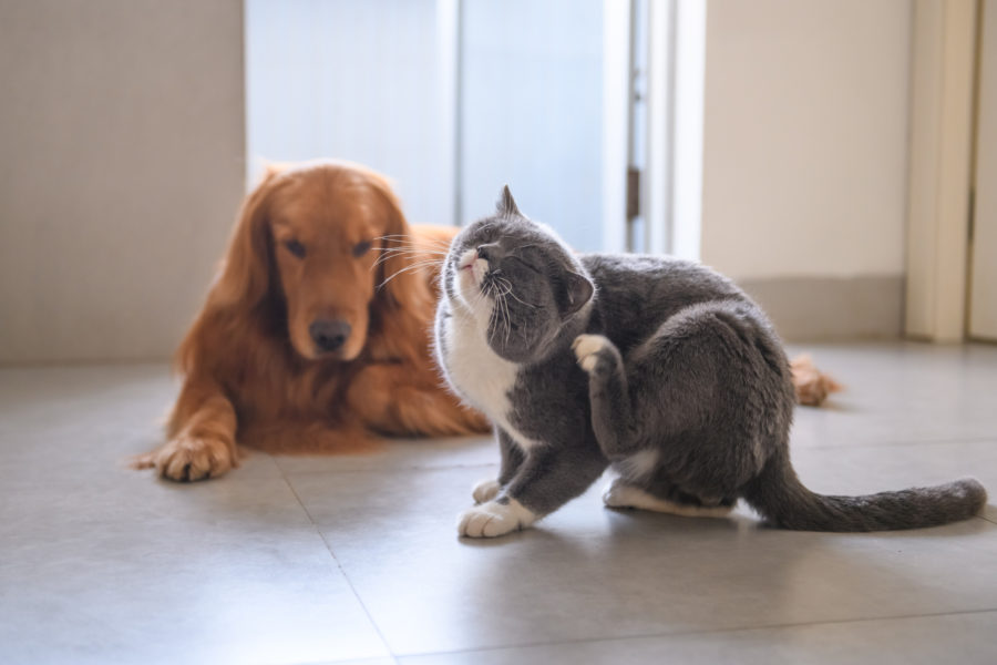 pet allergies