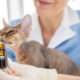Medical Cannabis for Pets