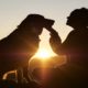 Top 9 Tips for Pet Owners
