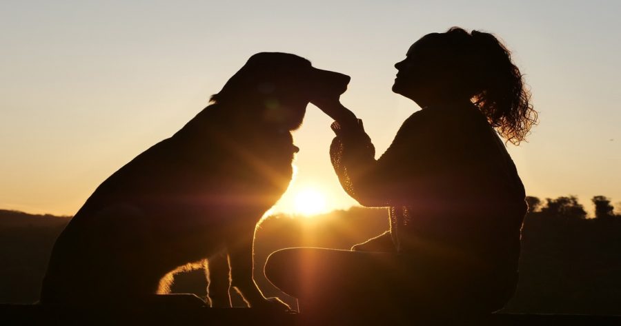 tips for pet owners